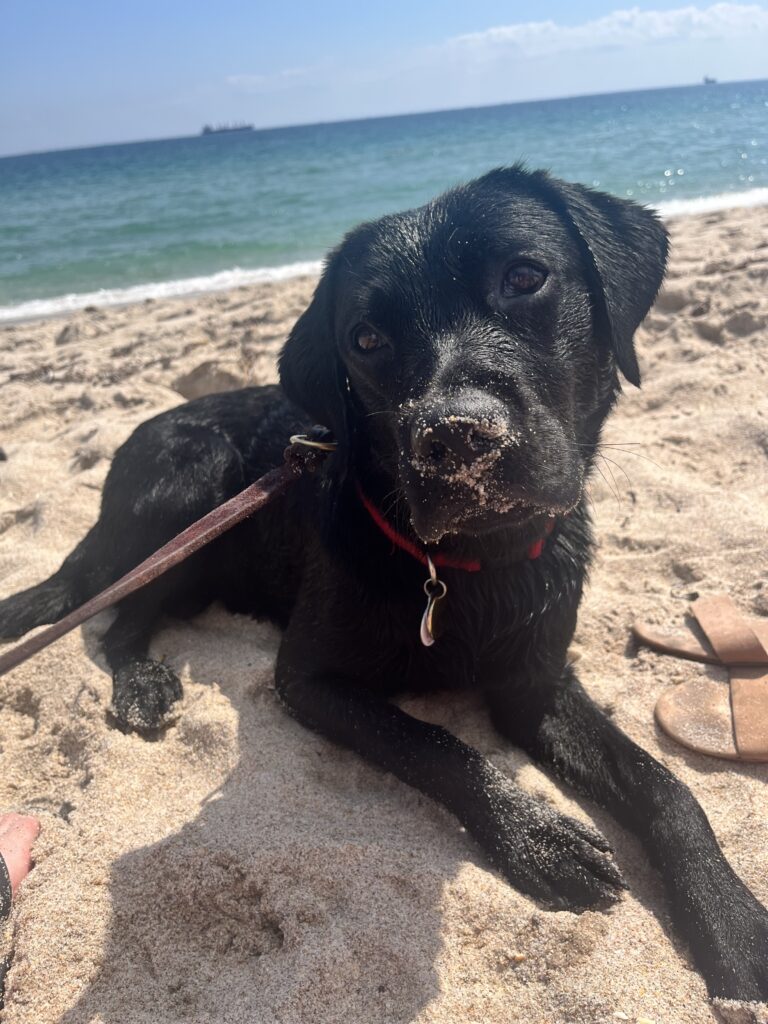 A black Labrador retriever puppy lying on a beach, with the ocean in the distance behind him. There is sand on the puppy's nose, muzzle, and paws.