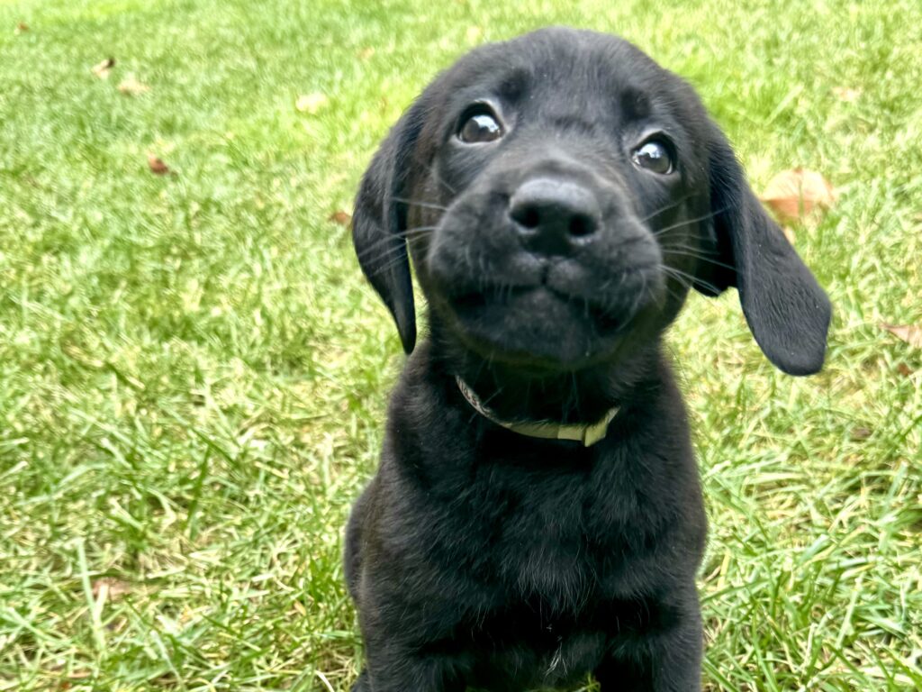 A young black Labrador retriever.