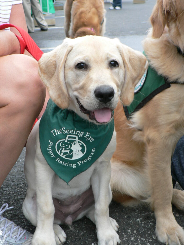A yellow Labrador retriever puppy wearing a green Seeing Eye Puppy Raising Program bandana.