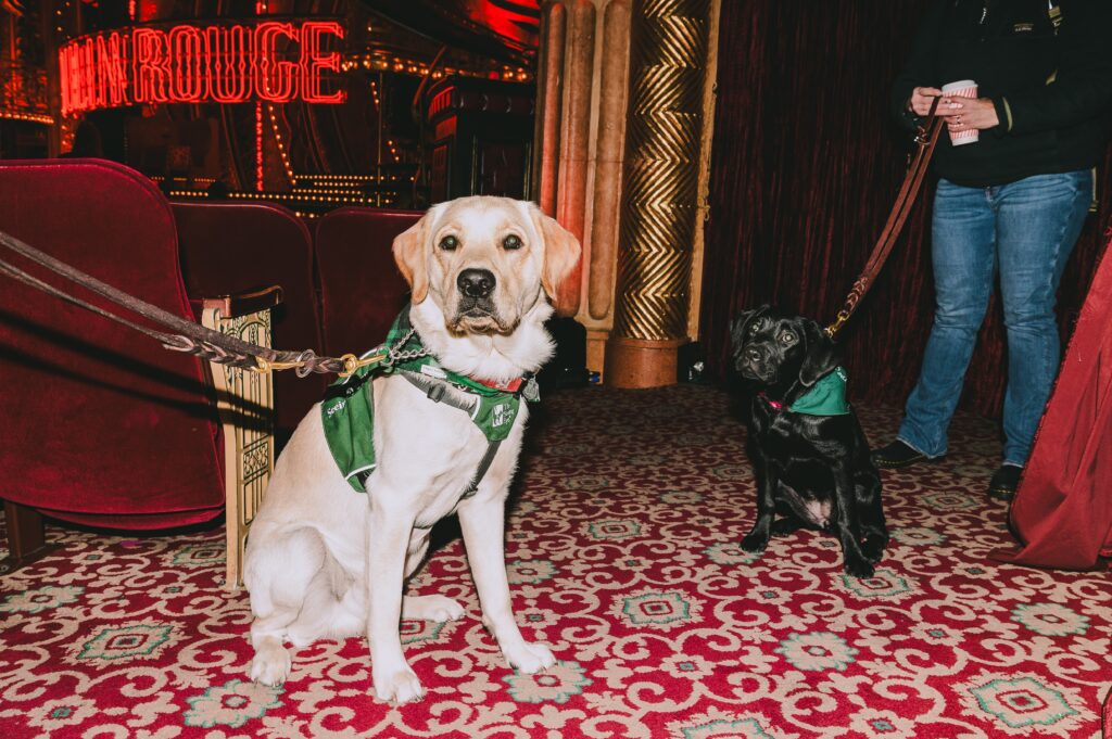 A yellow Lab wearing a Seeing Eye puppy raising program vest sits in the aisle near a black Lab wearing a Seeing Eye puppy raising program bandana before the performance of the Broadway musical Moulin Rouge.