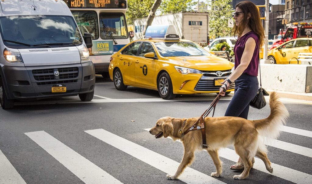 A woman is guided across a city street by her Seeing Eye dog, a golden retriever.