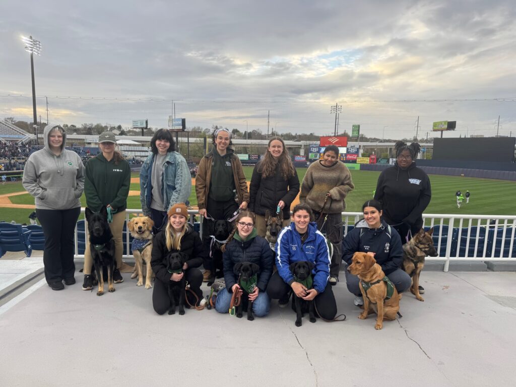Eleven University of Delaware puppy raisers pose with four black Labs, a golden retriever, a yellow Lab, and three German shepherds at a Wilmington Blue Rocks game.