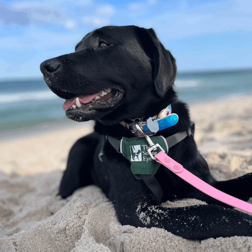 A leashed black Lab wearing a Seeing Eye puppy raising program lies in the sand at the beach and gazes off to the left with the blue sky and ocean slightly blurred behind her.