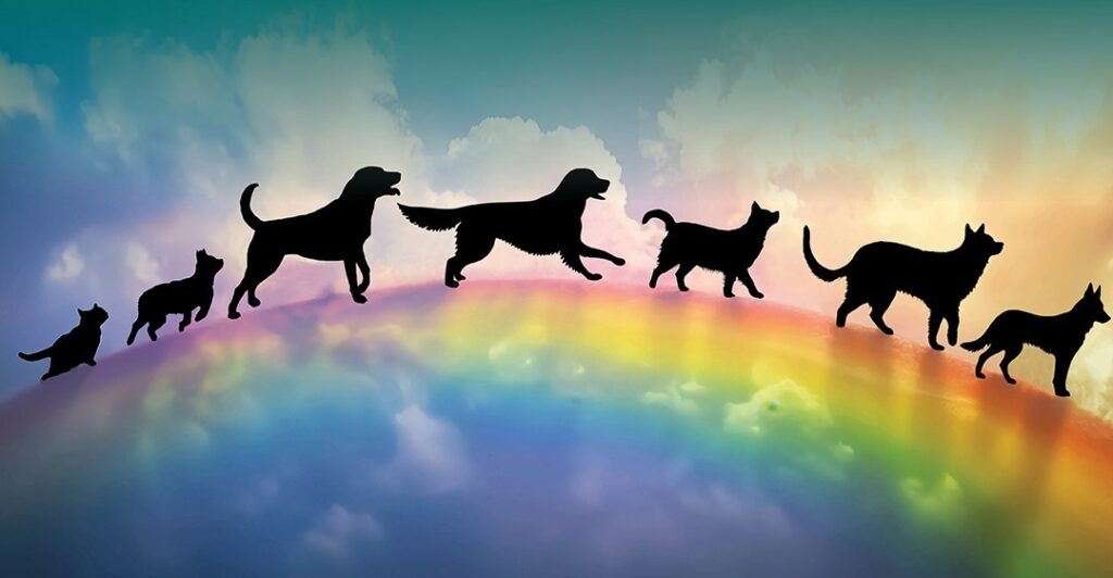 A line of dog and cat silhouettes playfully run across a rainbow.