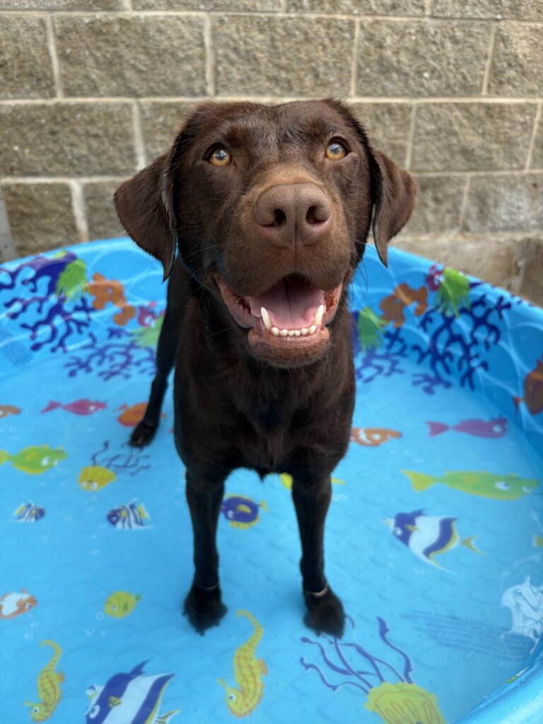 A chocolate Lab smiles and stands in a plastic kiddie pool in the outdoor play yard at the Chester Center.