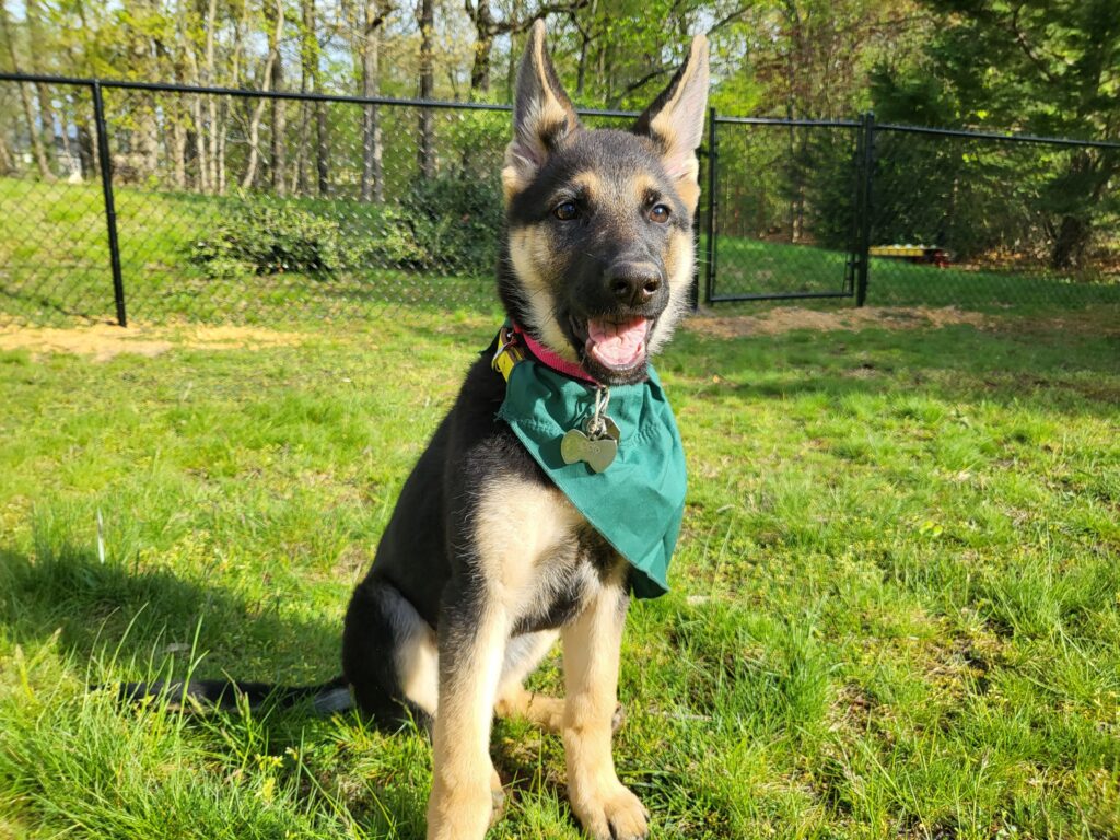A German shepherd puppy sitting on a lawn, wearing a green bandana.