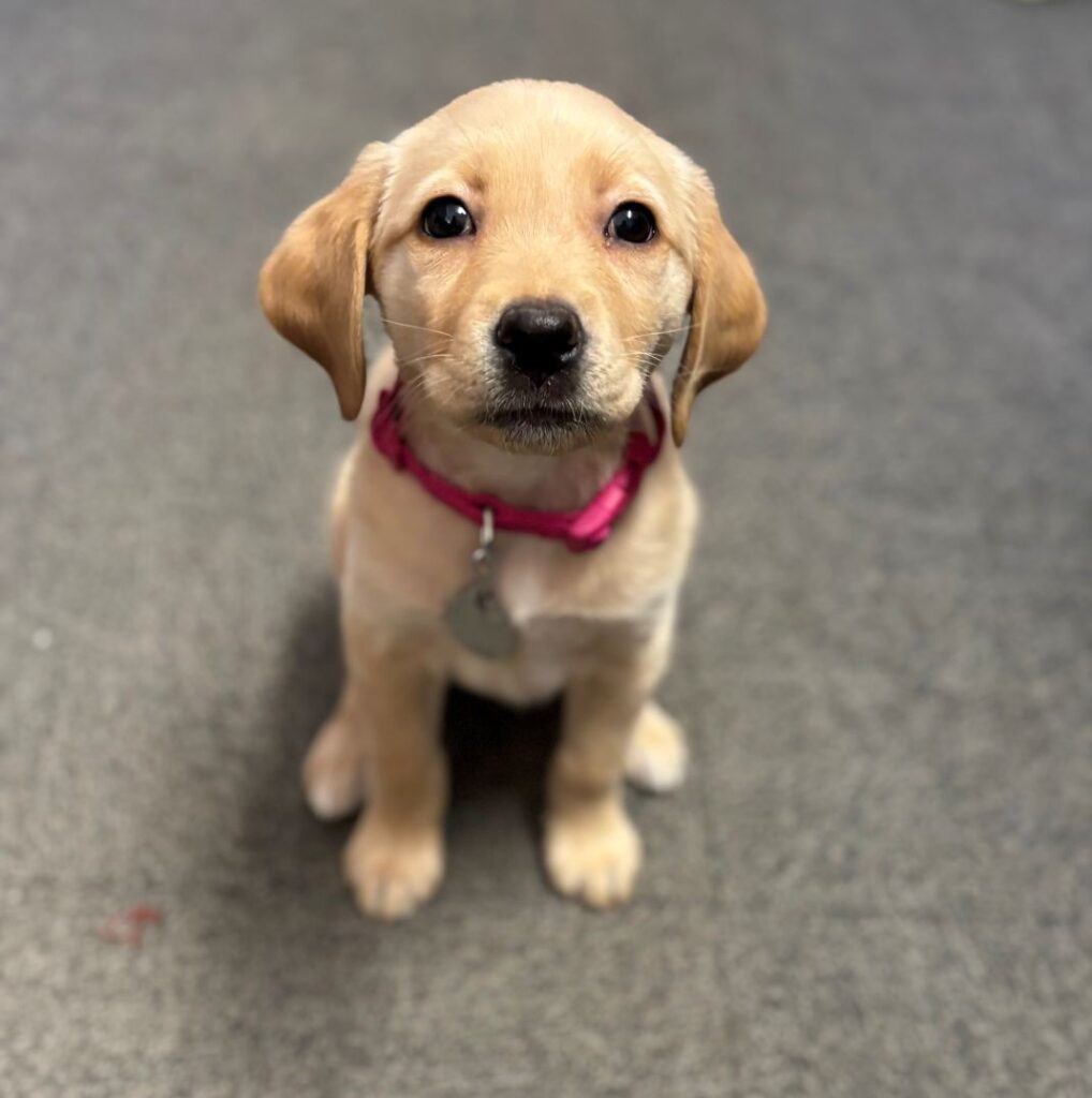 A young yellow Labrador retriever sitting on the floor, looking up at the photographer.