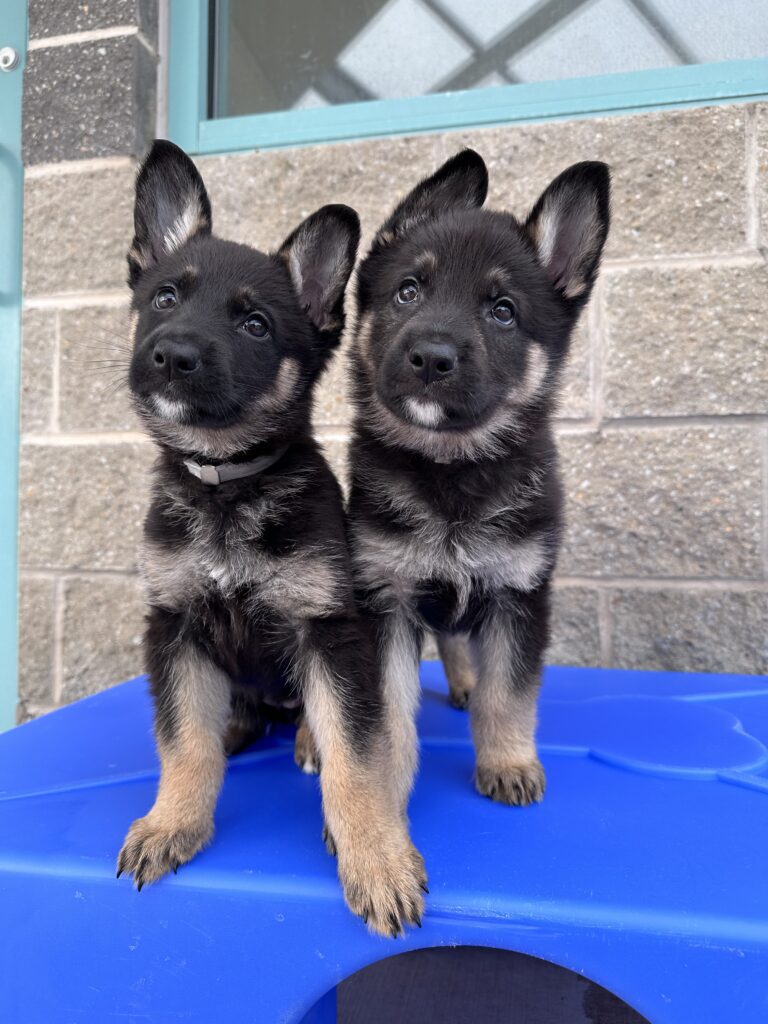 Two seven-week-old black and tan German shepherd puppies tilt their heads as they sit on a piece of plastic play equipment in the outdoor section of their suite at our Chester Campus.