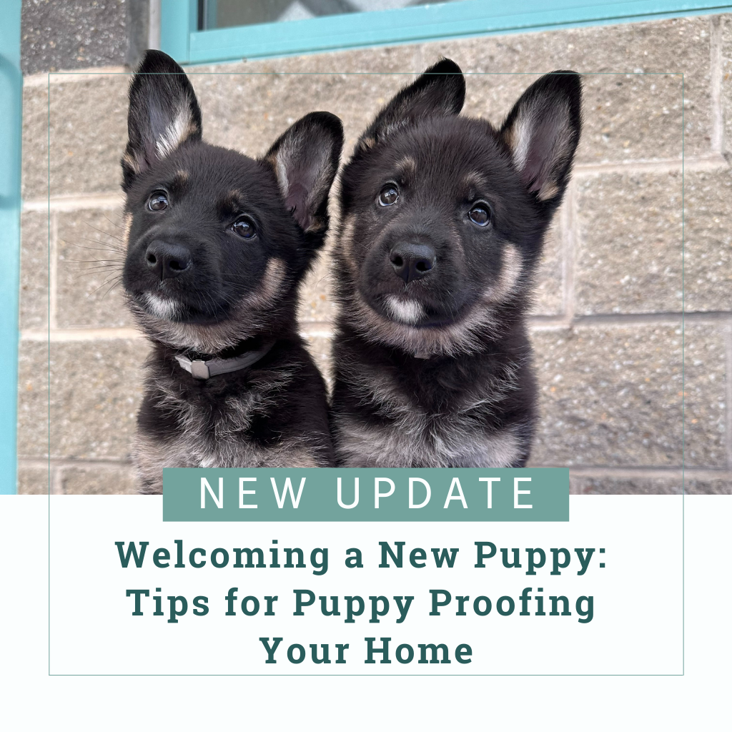 Two seven-week-old black and tan German shepherd puppies tilt their heads as they sit on a piece of plastic play equipment in the outdoor section of their suite at our Chester Campus. Text reads, "New Update - Welcoming a New Puppy: Tips for Puppy Proofing Your Home"