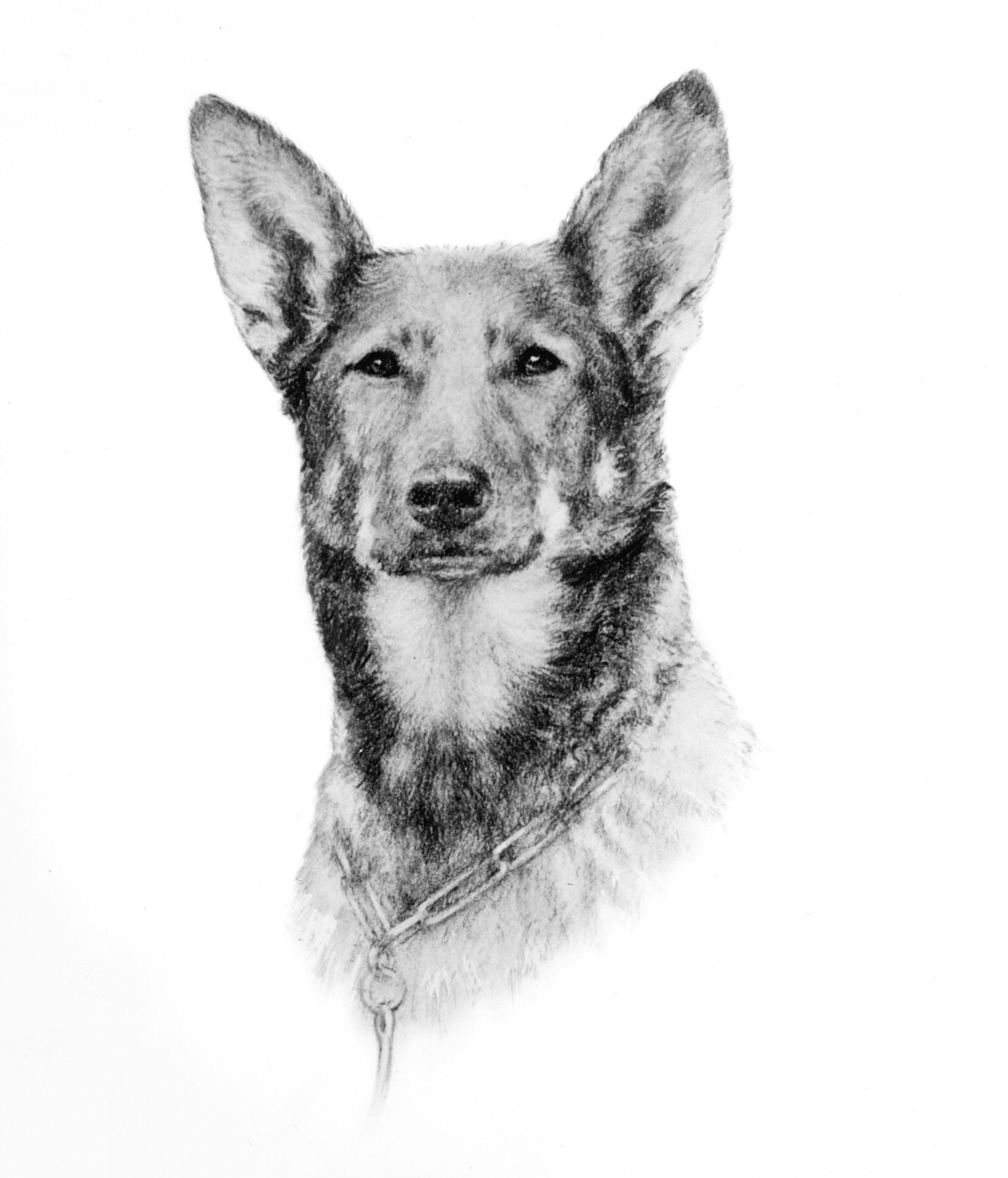 A black and white portrait illustration of Buddy, a German shepherd and the first Seeing Eye dog.