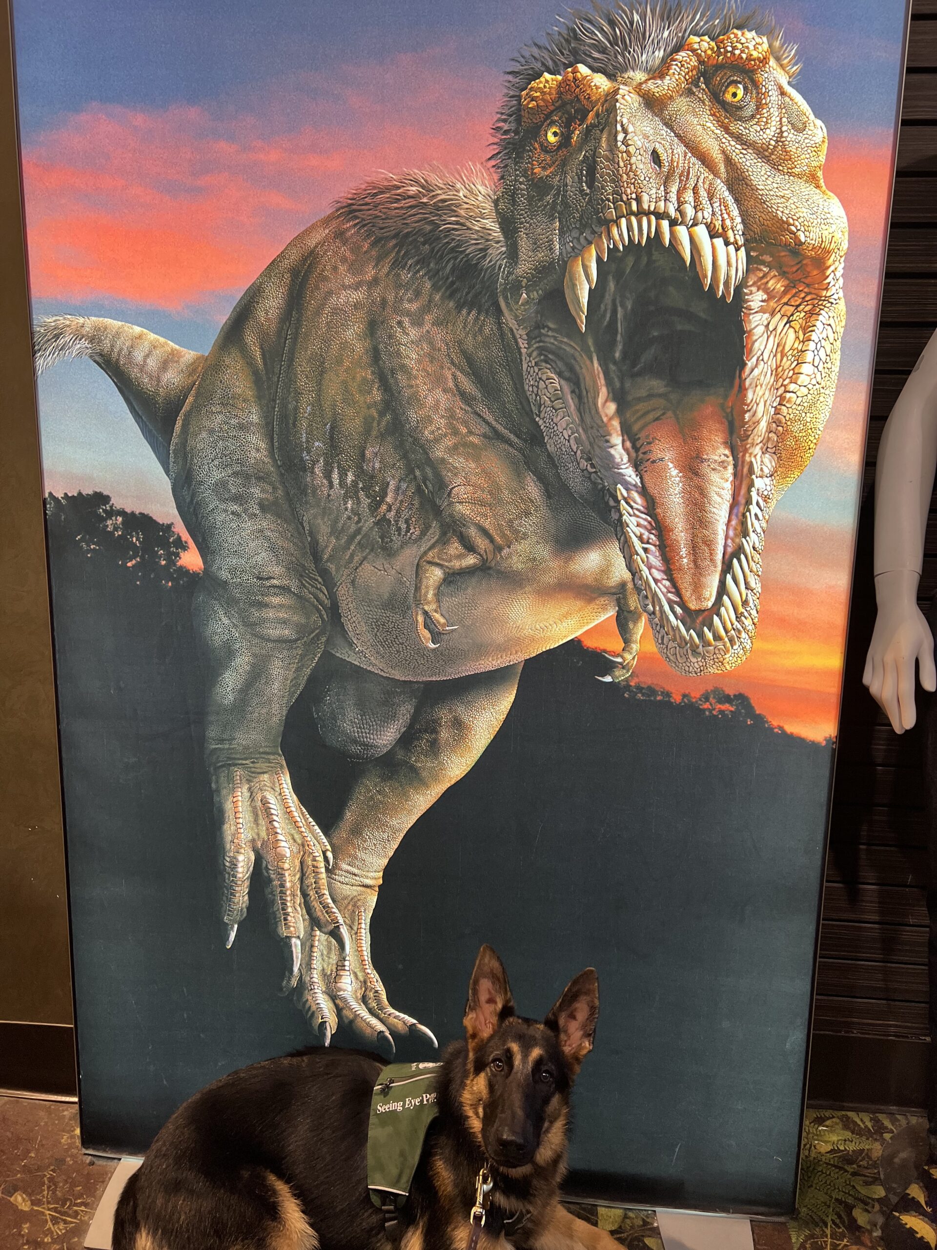 Emme lies before a poster with a Tyrannosaurus rex with its jaw open at the Natural History Museum. 