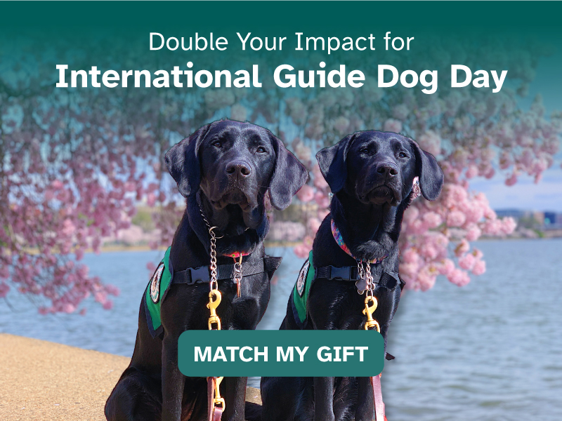 Two Black Labs sit with inquisitive looks wearing training vests while along water with cherry blossoms in the background. Across the top of the image is text that reads: Double Your Impact for International Guide Dog Day. Match My Gift.