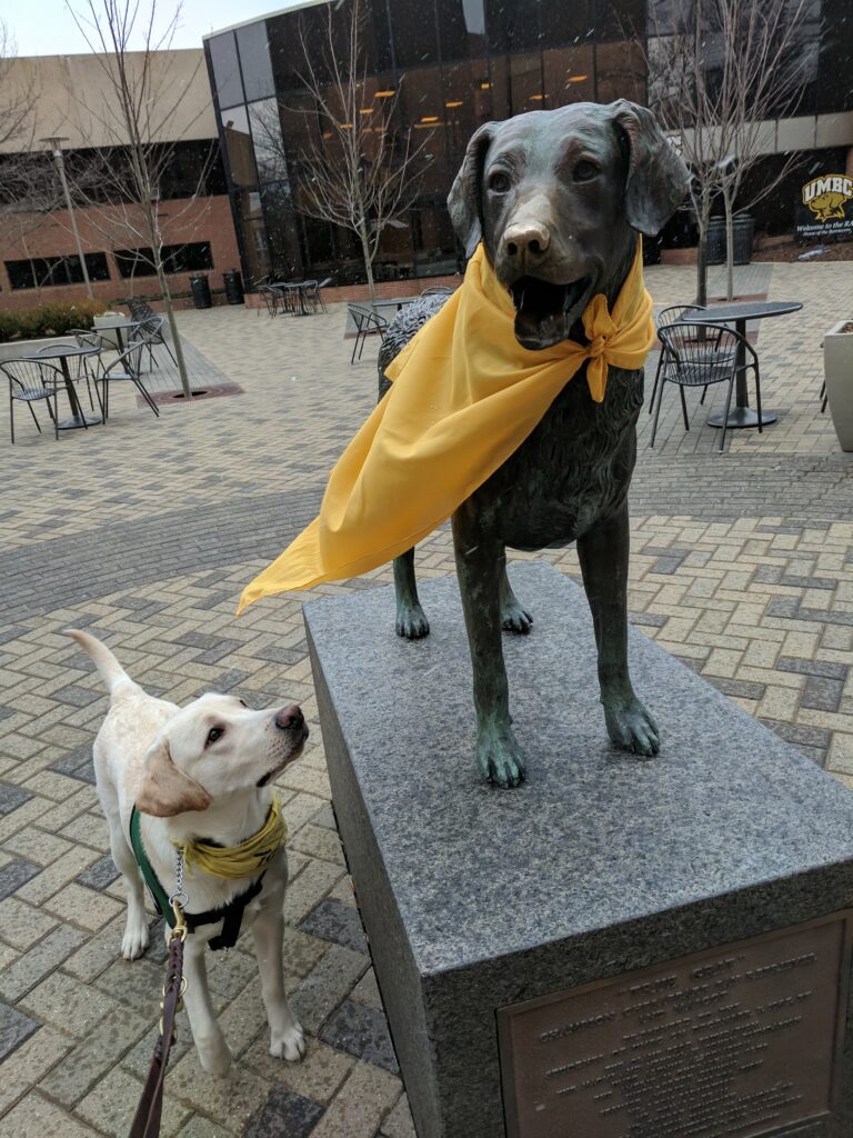 A yellow Lab wearing a Seeing Eye puppy raising program vest looks up and admires the UMBC True Grit dog statue that wears a yellow cape before him.