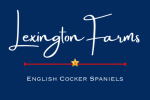 Lexington Farms English Cocker Spaniels