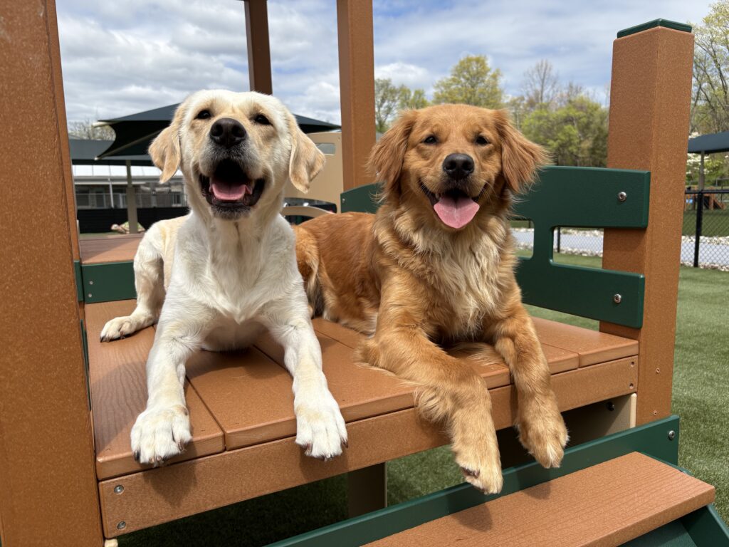 A yellow Lab and golden retriever lie on the play equipment in the Chester campus outdoor play yard.