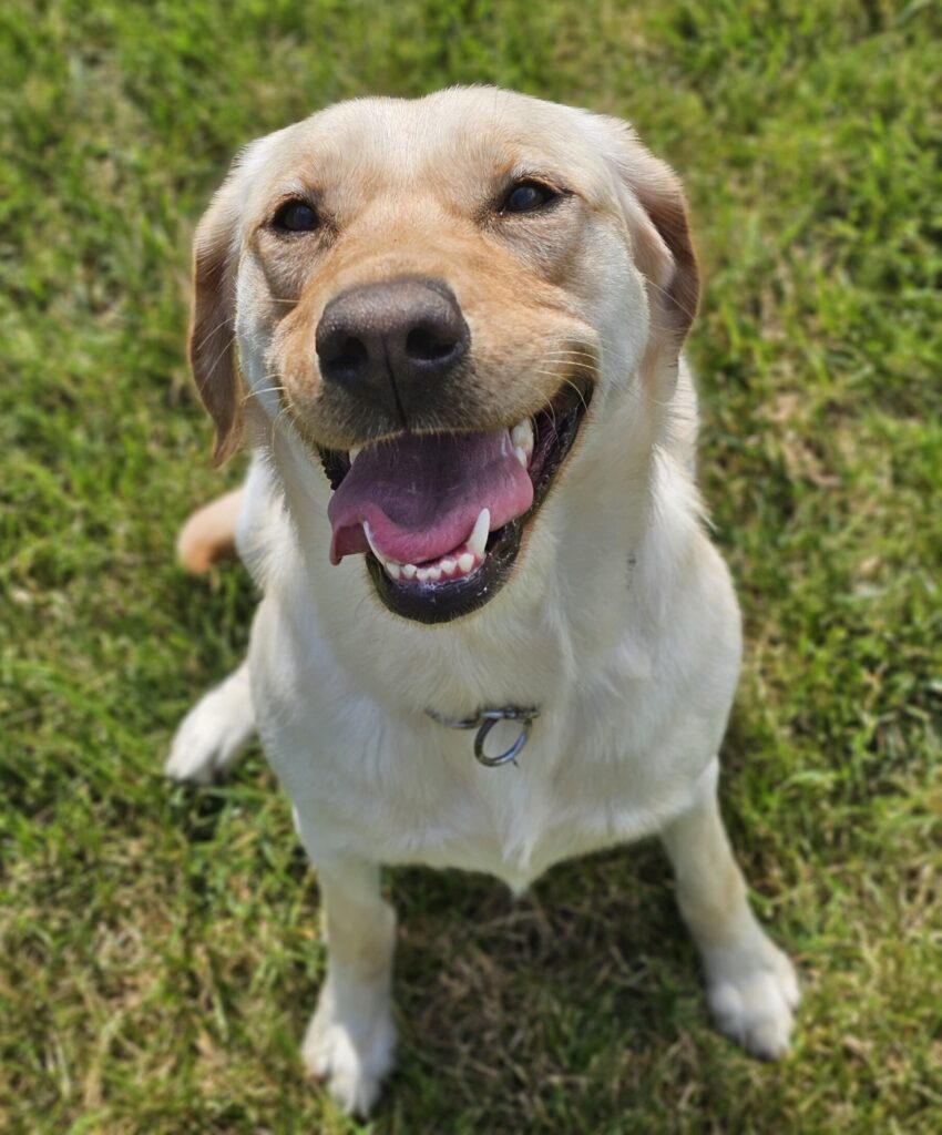 This is a photo of yellow Labrador retriever sitting on a grass lawn. His mouth is open so he appears to be laughing.