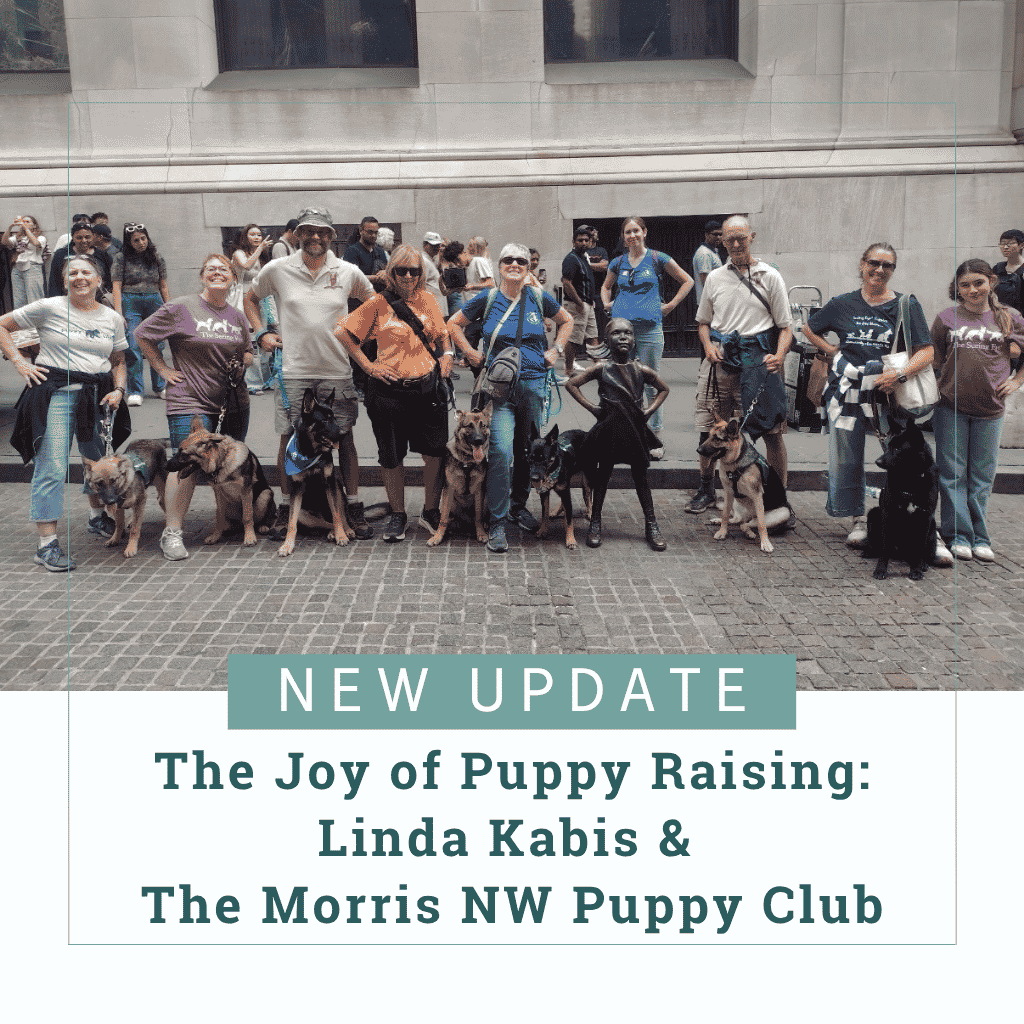 Eight members of the Morris NW puppy club pose together beside The Fearless Girl bronze sculpture in New York City with the seven German shepherd Seeing Eye puppies they are raising. The German shepherds have various colorings including one that is all black with a touch of white on her chest. Text reads, "New Update - The Joy of Puppy Raising: Linda Kabis & The Morris NW Puppy Club"